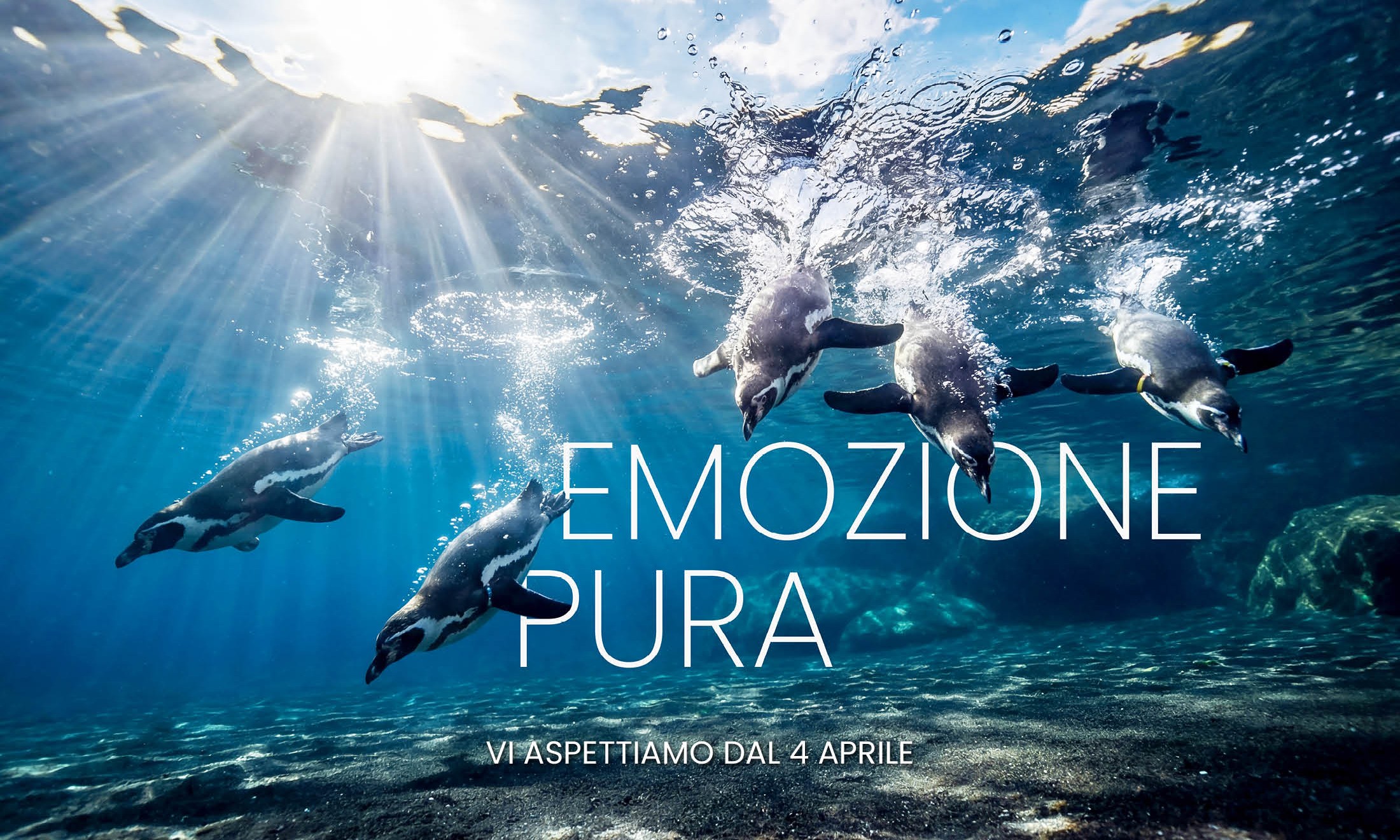 Acquario di Cattolica: un mondo da proteggere