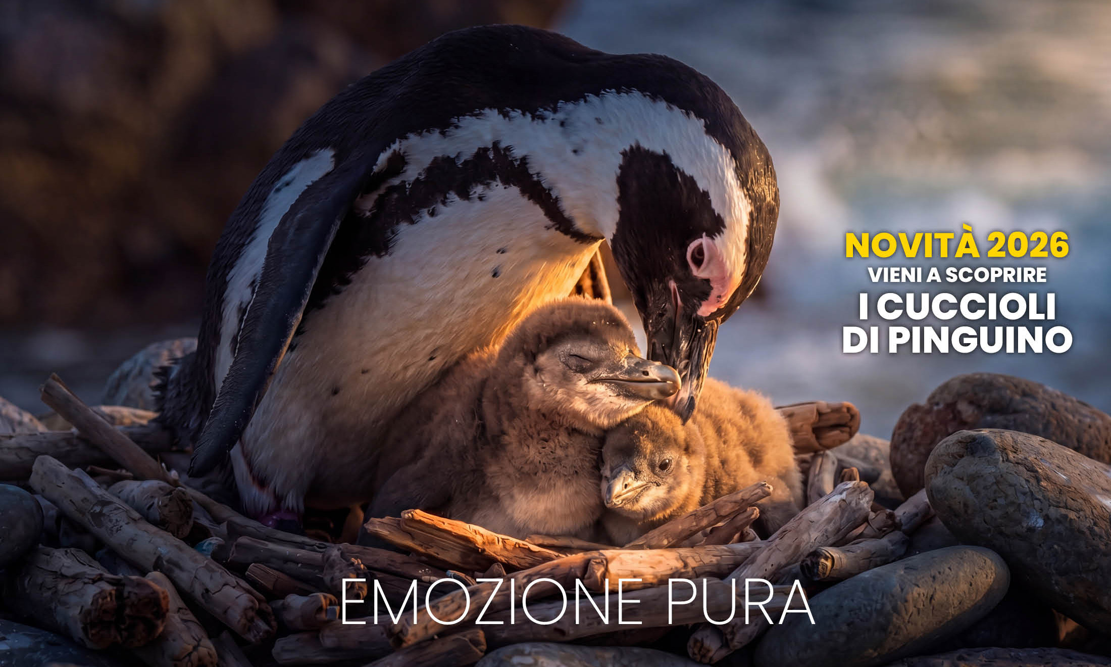 NOVITÀ 2026 VIENI A SCOPRIRE I CUCCIOLI  DI PINGUINO