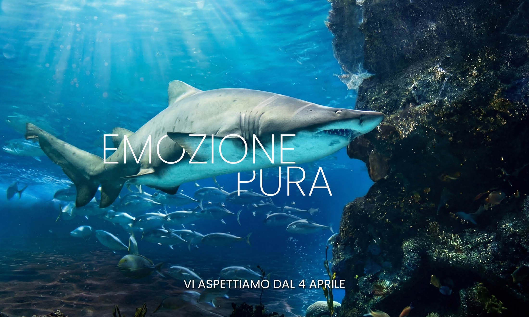 Acquario di Cattolica: un mondo da proteggere