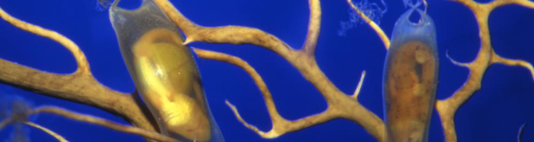 Uova Pasquali e la culla di Nemo