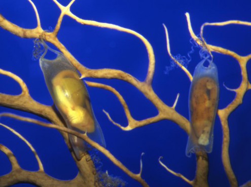 Uova Pasquali e la culla di Nemo