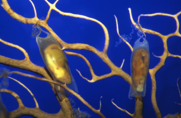 Uova Pasquali e la culla di Nemo