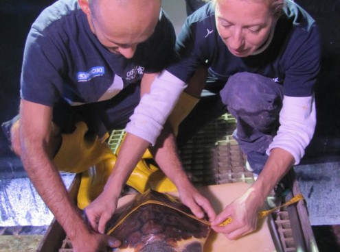 Da Cattolica a Palinuro: Tartarughe in libertà