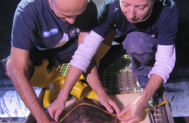 Da Cattolica a Palinuro: Tartarughe in libertà