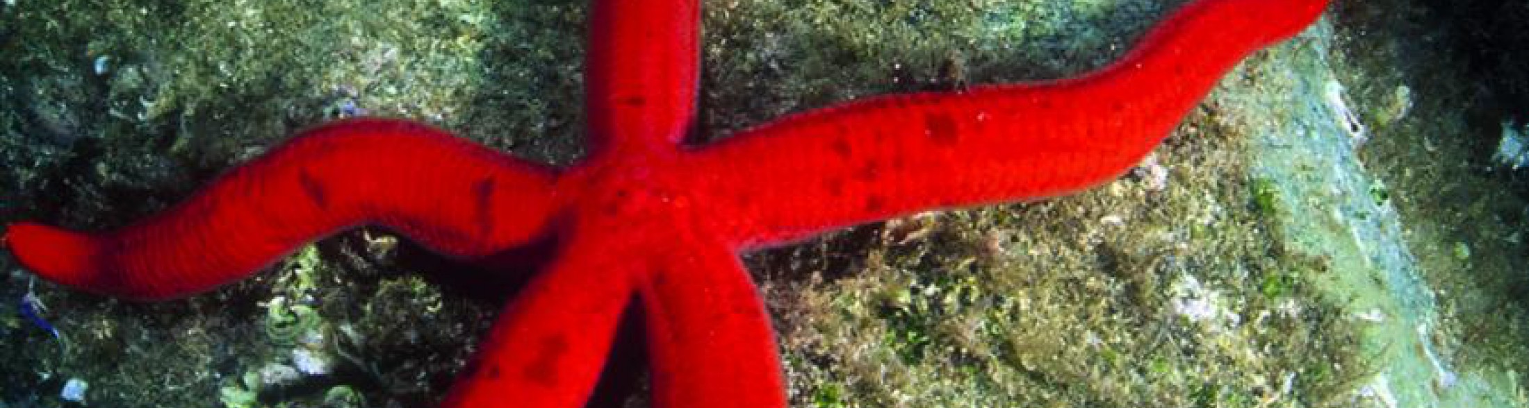 Una pioggia di stelle marine