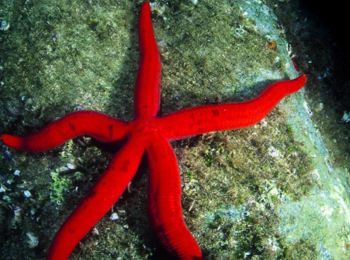 Una pioggia di stelle marine