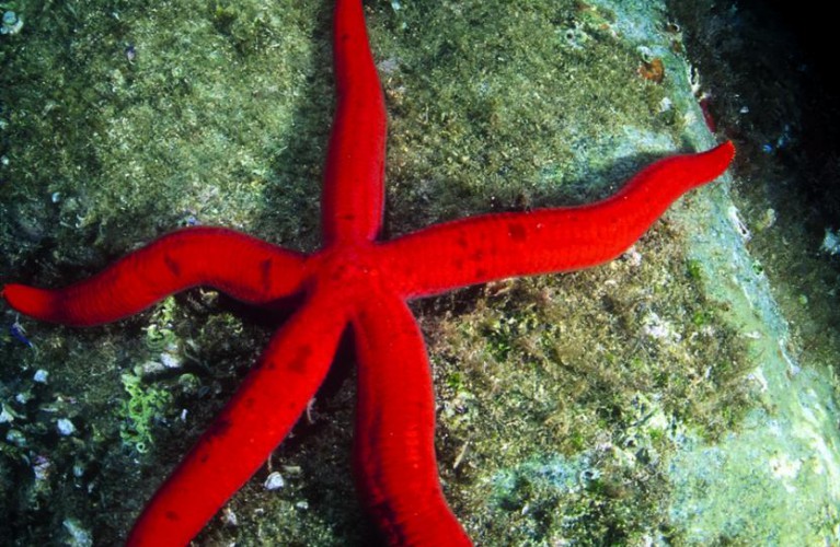 Una pioggia di stelle marine