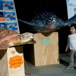 22 Maggio al via  "Turtle Summer"  con la prima tappa della la Mostra Tartrughe Marine