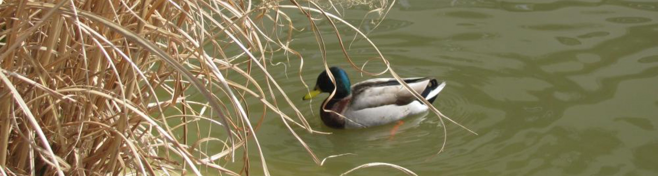 13 anattroccoli e 14.000 visitatori  per il primo ponte pasquale