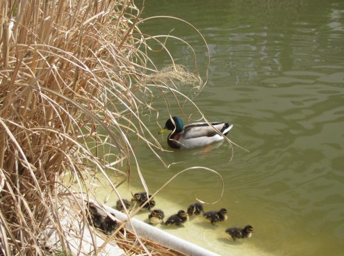 13 anattroccoli e 14.000 visitatori  per il primo ponte pasquale