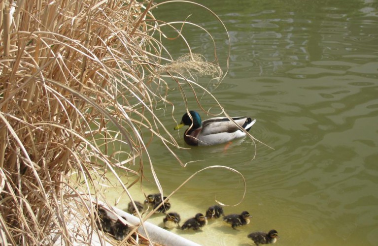 13 anattroccoli e 14.000 visitatori  per il primo ponte pasquale