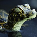 1 aprile parte la stagione 2012