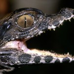 1 aprile parte la stagione 2012