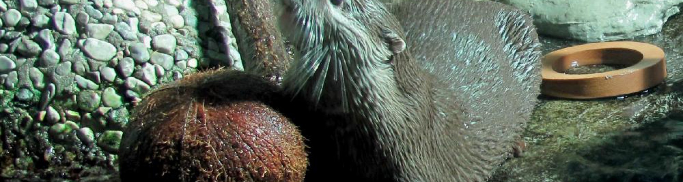 Natale con tanti regali per le lontre