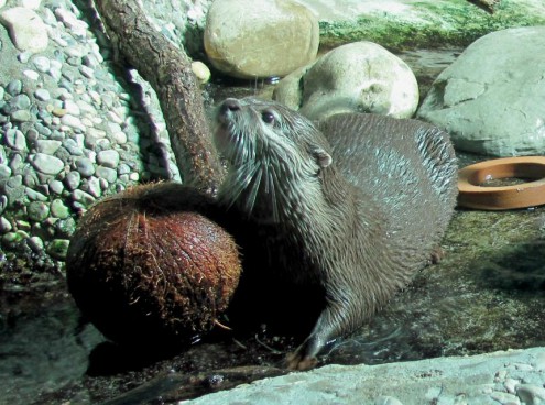 Natale con tanti regali per le lontre