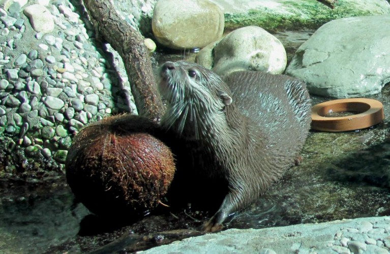 Natale con tanti regali per le lontre