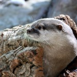 Natale con tanti regali per le lontre