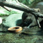 Natale con tanti regali per le lontre