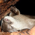 Natale con tanti regali per le lontre