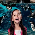 Speciale bambini, un regalo di Natale dall'Acquario di Cattolica