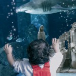 Natale all' Acquario di Cattolica