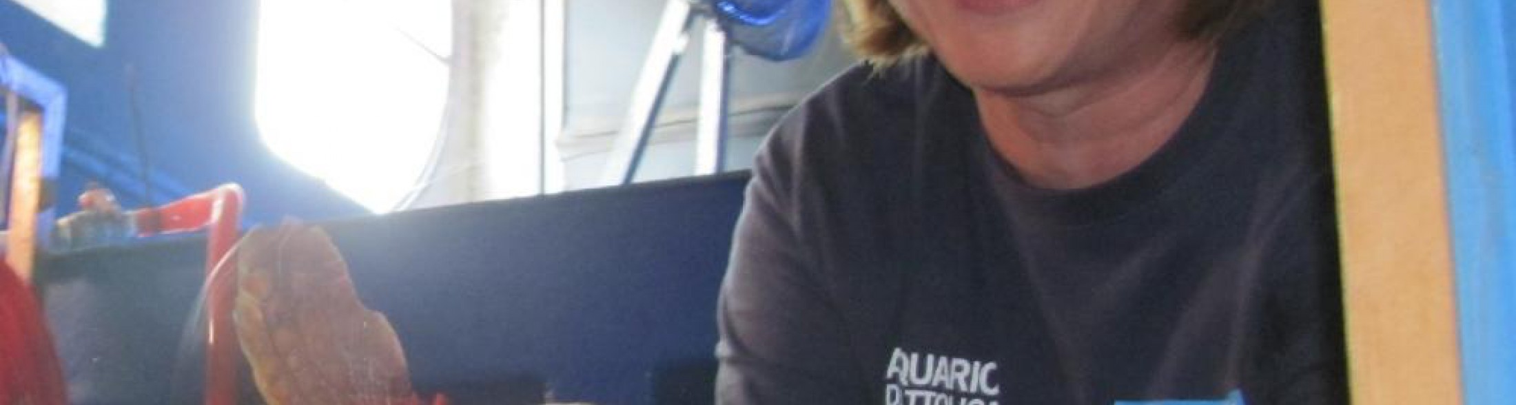 Asilo delle tartarughe un impegno che continua