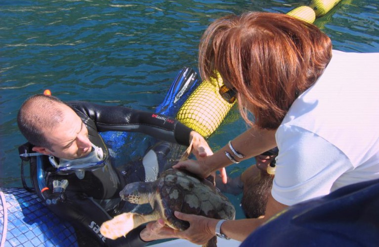 Ritorno in mare per Aurelia e Pelagia