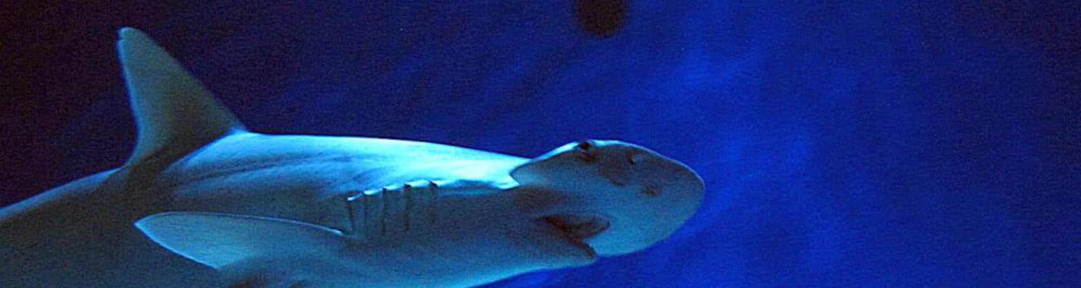 Torta di  compleanno per lo Squalo Martello