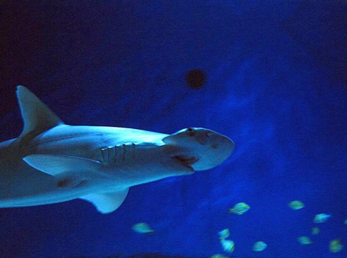 Torta di  compleanno per lo Squalo Martello