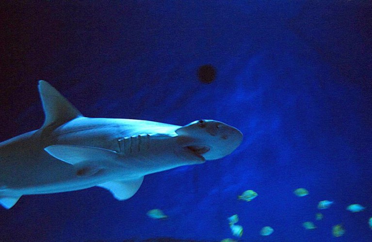 Torta di  compleanno per lo Squalo Martello