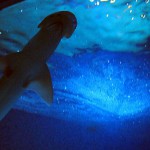 Torta di  compleanno per lo Squalo Martello