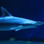 Torta di  compleanno per lo Squalo Martello