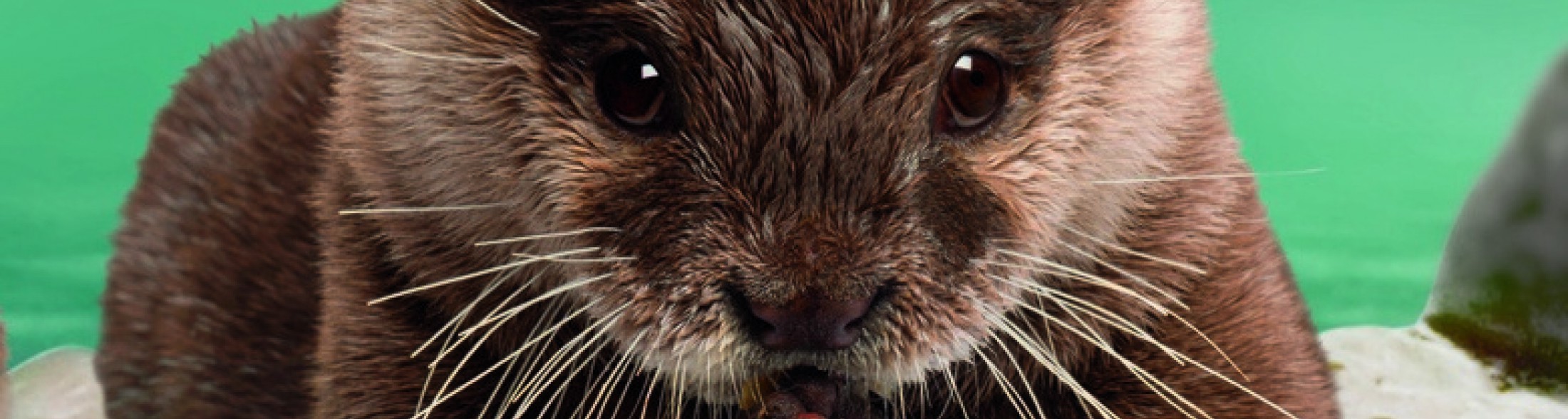 Inaugurazione percorso giallo