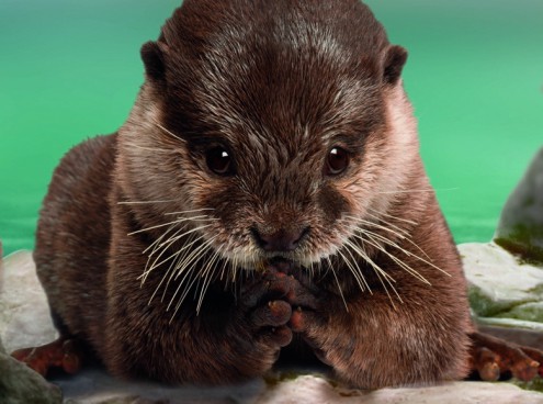 Inaugurazione percorso giallo