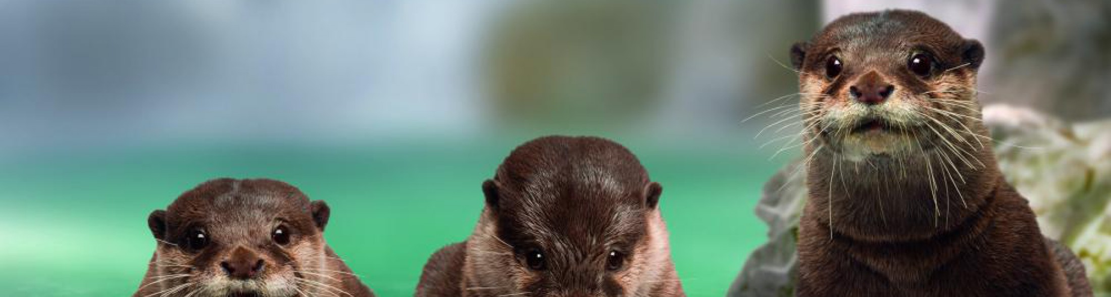 L' esordio delle lontre