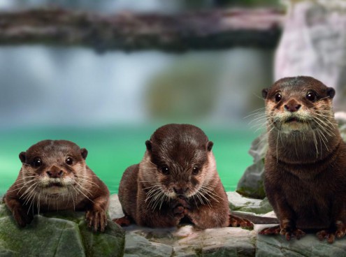 L' esordio delle lontre