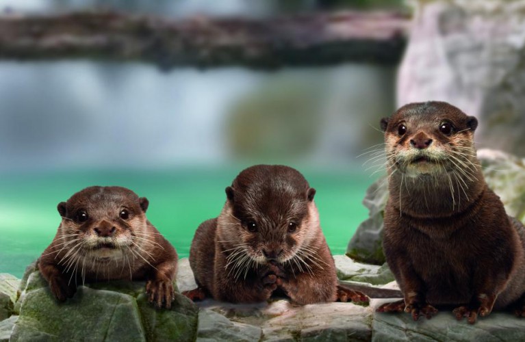 L' esordio delle lontre