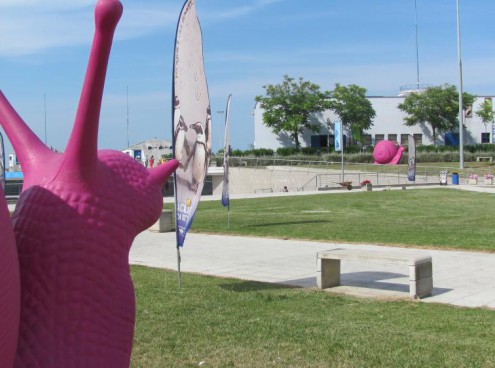 Chiocciole  rosa  all' Acquario di Cattolica