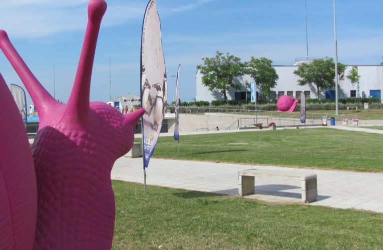 Chiocciole  rosa  all' Acquario di Cattolica