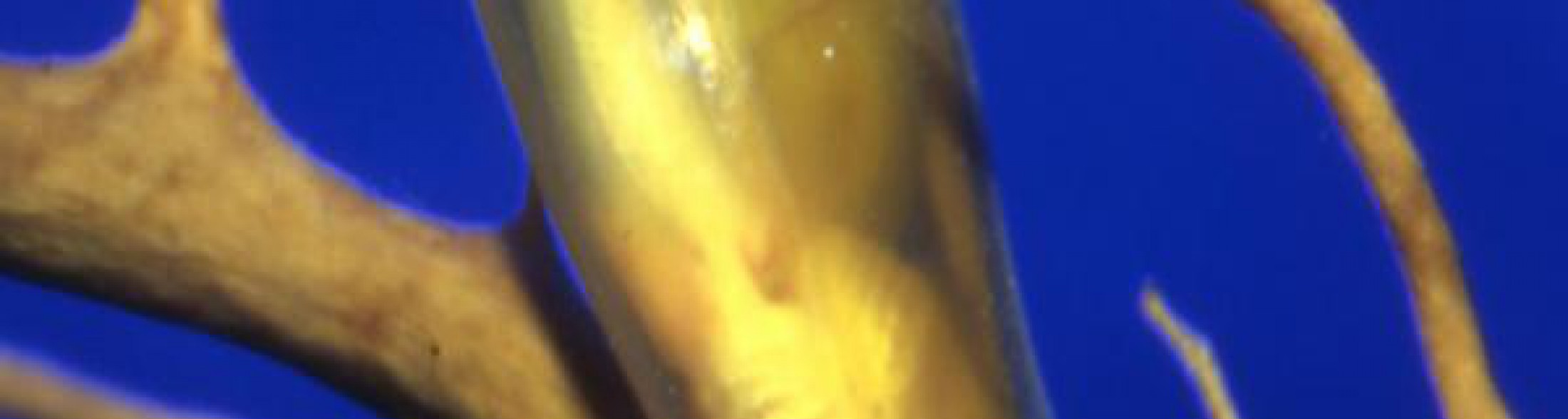 Squalo gattopardo fa le uova