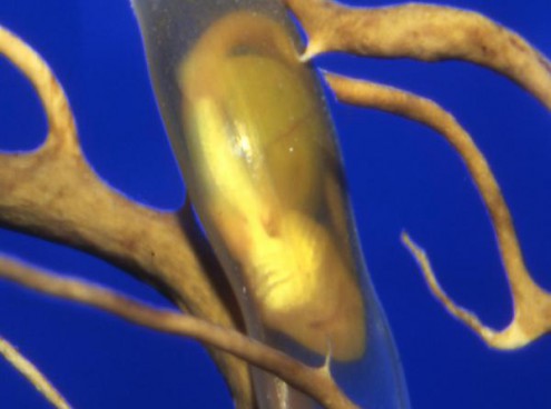 Squalo gattopardo fa le uova