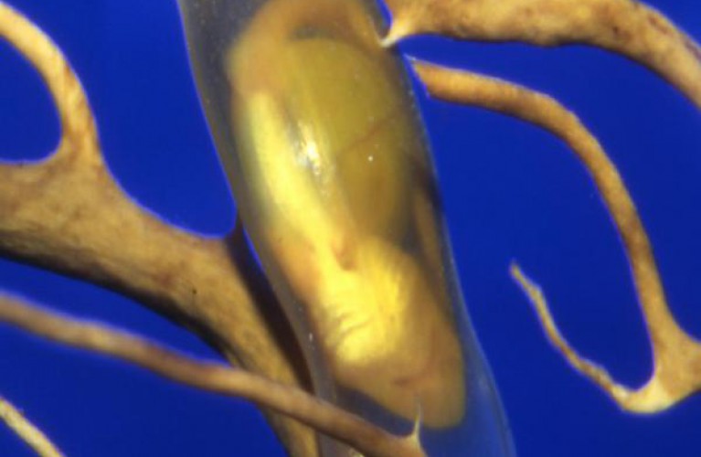 Squalo gattopardo fa le uova