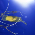 Squalo gattopardo fa le uova