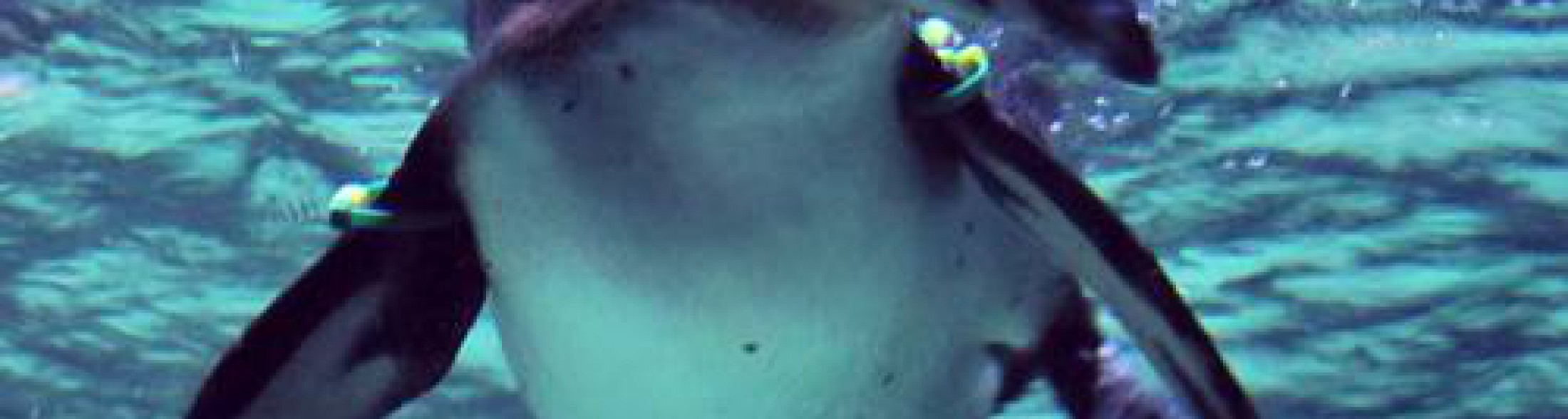 i pinguini e i loro nomi !!!