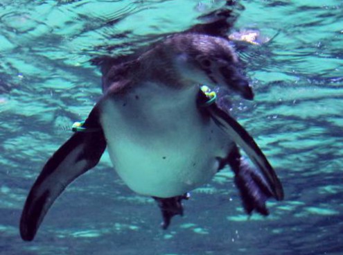 i pinguini e i loro nomi !!!