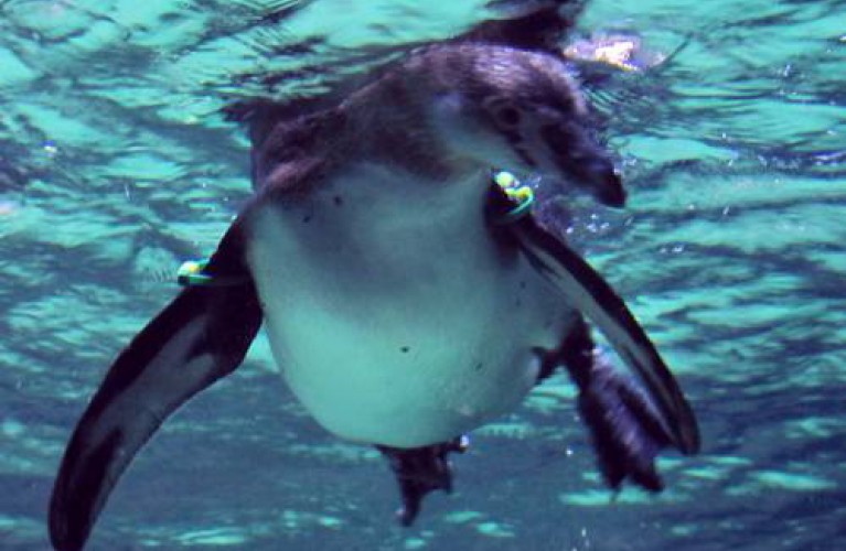 i pinguini e i loro nomi !!!