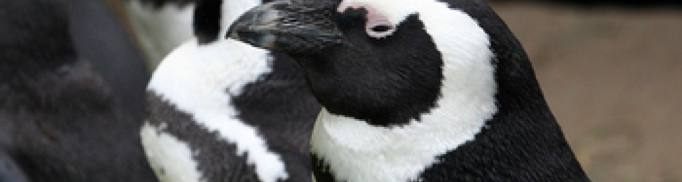 lista completa dei nomi per i 4 pinguini!!!