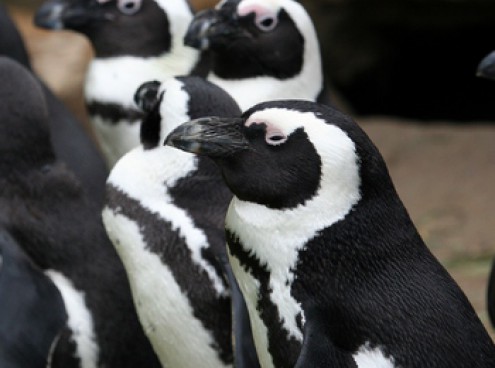 lista completa dei nomi per i 4 pinguini!!!