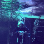 settimana europea dello squalo