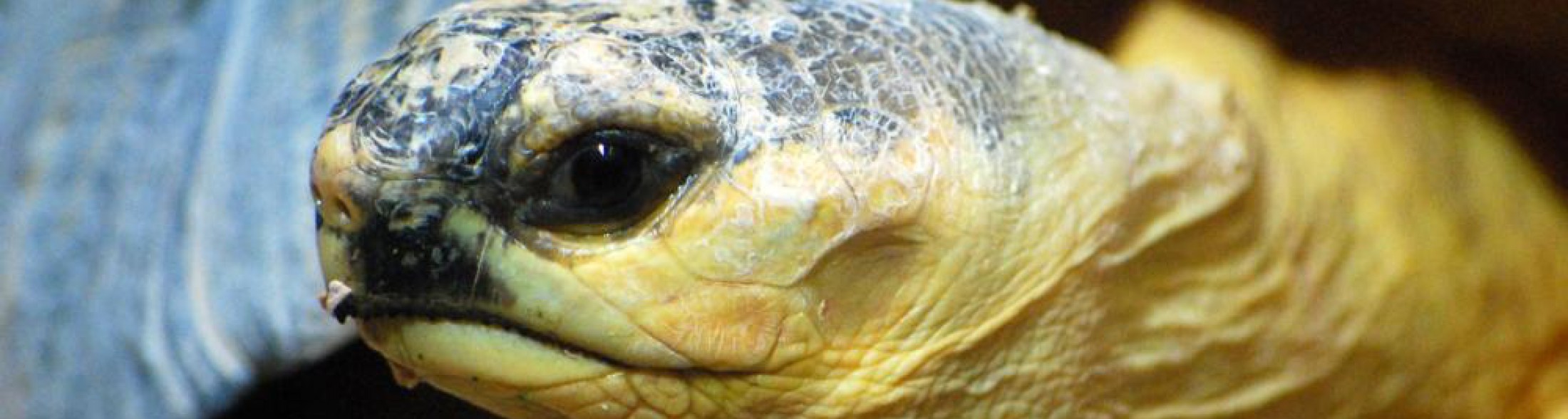 tartarughe beach 2010